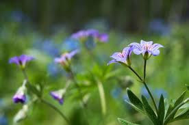 Les fleurs de Bach et élixirs floraux Les fleurs de Bach et élixirs floraux