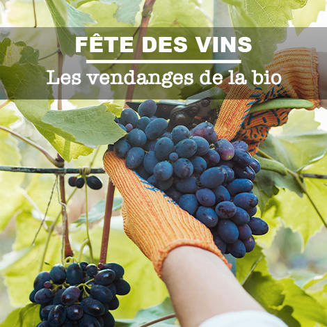 Fête des vins : les vendanges de la bio 