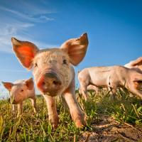Dossier : la filière porcine bio, une réussite à mettre en regard des difficultés de la filière porcine conventionnelle Dossier : la filière porcine bio, une réussite à mettre en regard des difficultés de la filière porcine conventionnelle